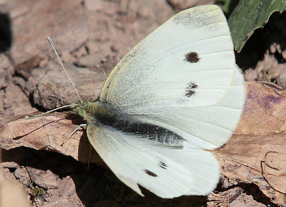 Pieris brassicae?